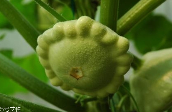 飛碟瓜蓮花果的功效作用 飛碟瓜怎么吃？