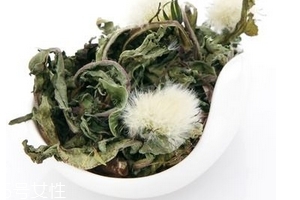 蒲公英茶怎么做？蒲公英茶做法超簡單
