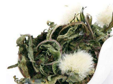 蒲公英茶怎么做？蒲公英茶做法超簡單
