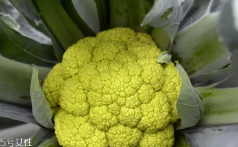 花菜在冰箱能放幾天？不要超過7天