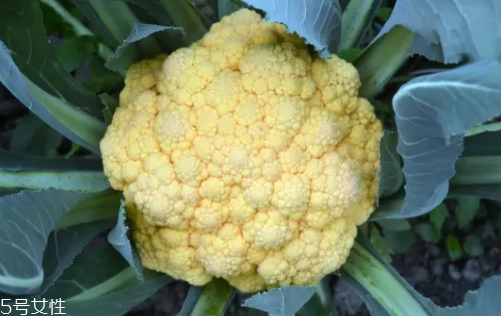 花菜在冰箱能放幾天？不要超過7天