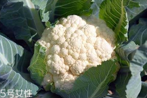 花菜怎么洗才干凈？一定要把蟲子洗掉