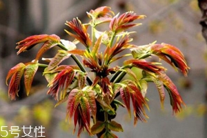 香椿怎樣長(zhǎng)期保存？這樣做可儲(chǔ)存一年