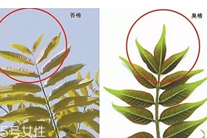 香椿和臭椿有什么區(qū)別？臭椿有毒不能吃