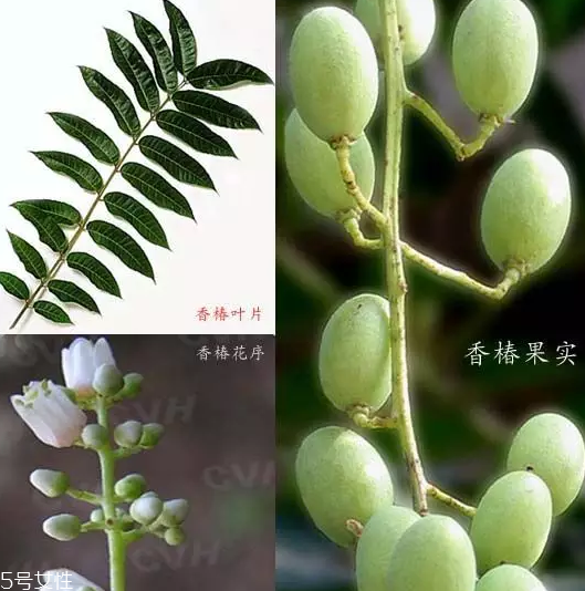 香椿和臭椿有什么區(qū)別？臭椿有毒不能吃