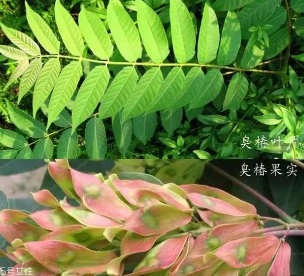 香椿和臭椿有什么區(qū)別？臭椿有毒不能吃