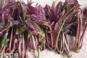 香椿種子多少錢一斤？30～40元左右