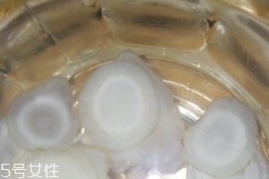 西洋參治什么??？西洋參功效強(qiáng)大
