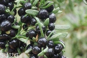 黑枸杞會過期嗎？這類都有保質(zhì)期