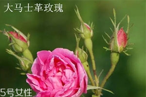 大馬士革玫瑰和平陰玫瑰哪個好？