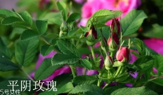大馬士革玫瑰和平陰玫瑰哪個好？