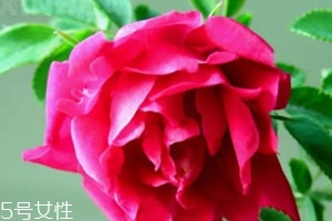 苦水玫瑰多少錢一斤？