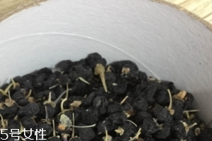 黑枸杞能和紅枸杞一起泡嗎？