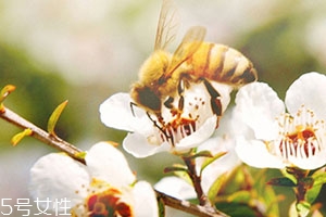 麥盧卡蜂蜜和普通蜂蜜有什么區(qū)別？貴得有理由