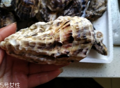 生蠔會有珍珠嗎？有這個可能