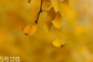 銀杏膠囊主要治什么?。?><p><strong>銀杏膠囊主要治什么??？</strong></p></a></li> <li><a href=