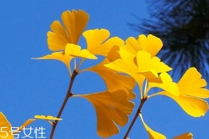銀杏膠囊可以長期吃嗎？可以長期吃