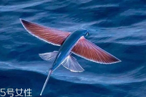 飛魚籽是什么魚的籽？壽司美味的秘訣