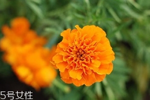 葉黃素多少錢一瓶？