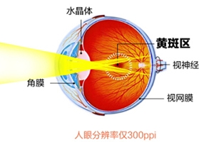 葉黃素和藍莓素哪個好？更推薦葉黃素