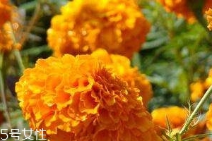 葉黃素可以保護眼睛嗎？有這個作用