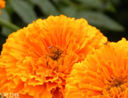 葉黃素可以空腹吃嗎？服用葉黃素要注意這些問題