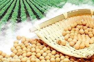 卵磷脂能和鈣一起吃嗎？分開服用為佳