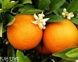 柑橘調(diào)香水好聞嗎？吃了這個(gè)大橘子
