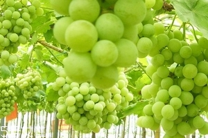 葡萄籽會(huì)上火嗎？正常是不會(huì)的