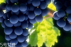 葡萄籽會(huì)發(fā)胖嗎？不會(huì)發(fā)胖