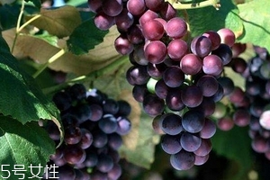 葡萄籽好還是膠原蛋白好？各有千秋