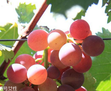 葡萄籽能去黃褐斑嗎？有一定效果