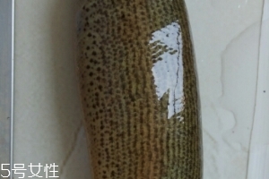 泥鰍是鯰魚嗎？泥鰍跟鯰魚不同
