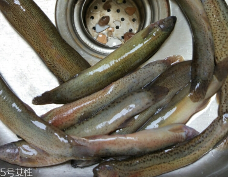泥鰍是鯰魚嗎？泥鰍跟鯰魚不同