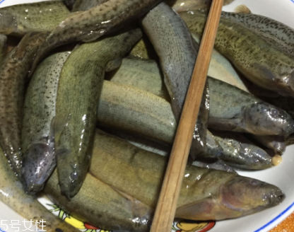 泥鰍是鯰魚嗎？泥鰍跟鯰魚不同