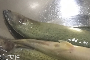 泥鰍會(huì)吃小魚嗎？這個(gè)是不會(huì)的