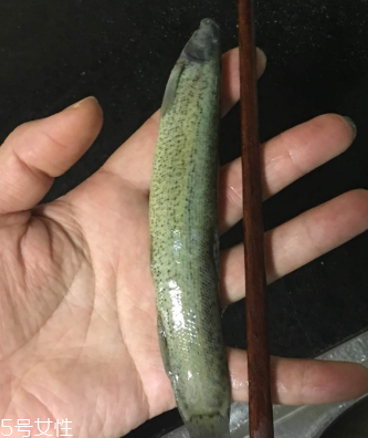 泥鰍會(huì)吃小魚嗎？這個(gè)是不會(huì)的