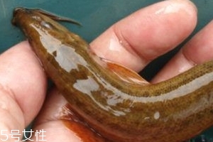 吃泥鰍會(huì)過(guò)敏嗎？一般不會(huì)