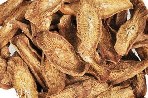 牛蒡茶是什么做的？牛蒡茶是樹根嗎？