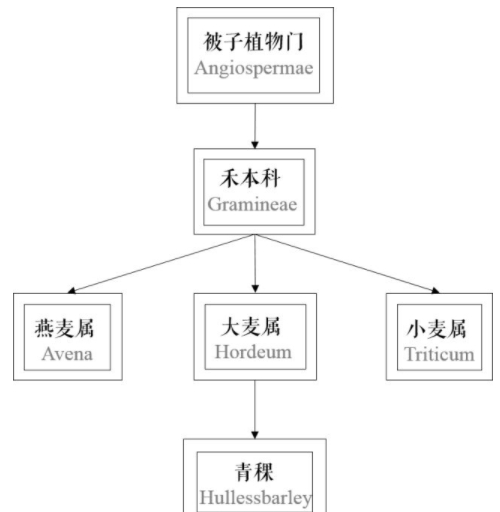青稞是大麥嗎？青稞是小麥嗎