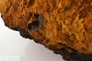 樺樹茸為什么中國禁止？樺樹茸國內(nèi)能買到嗎？