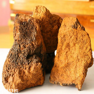 樺樹茸怎么吃？樺樹茸正確吃法