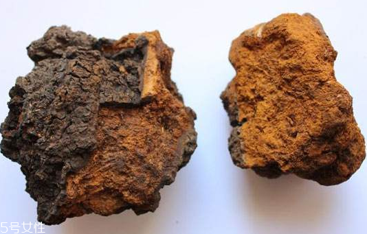 樺樹(shù)茸是樹(shù)黃嗎？樺樹(shù)茸屬于什么