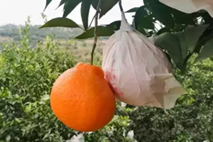 春見為什么叫耙耙柑？春見和耙耙柑區(qū)別