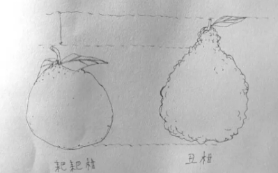 耙耙柑和不知火哪個好？耙耙柑和不知火區(qū)別