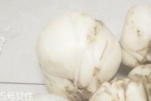 新鮮百合能種嗎？新鮮百合好種植嗎？