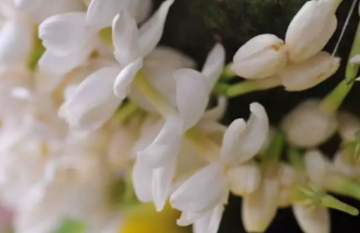 茉莉精油多少錢(qián)一瓶？茉莉精油為什么貴