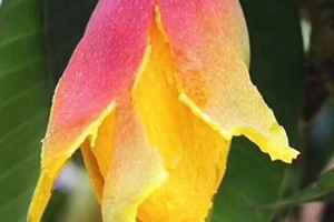 七彩芒多少錢一斤？七彩芒的功效與作用
