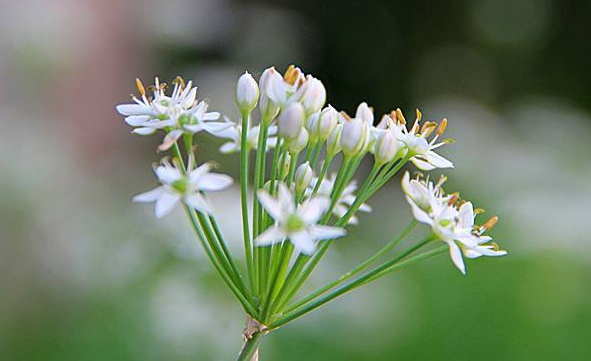 韭菜花多少錢一斤？韭菜花市場行情