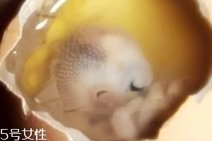 雞仔胎怎么煮？雞仔胎這樣做更美味